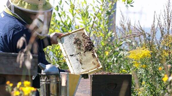 养蜂人工作和检查蜂巢