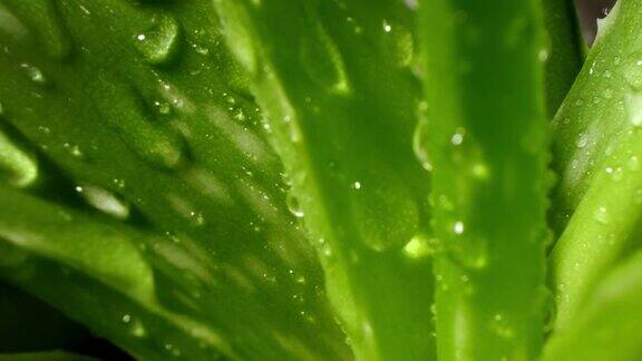芦荟莲座露珠或雨水新鲜多汁的绿色植物潮湿的叶子雨滴或小滴天然药用植物用于有机化妆品替代药物一滴芦荟