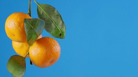 橘子挂在枝叶上
