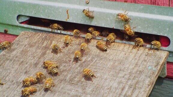 养蜂蜜蜂采完蜜后返回蜂房一群蜜蜂栖息在蜂房的入口处特写镜头
