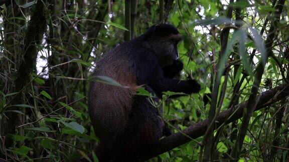 非洲中部维龙加火山中的金丝猴