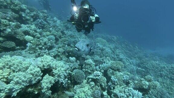 水肺潜水员水下摄影师游过珊瑚礁和拍摄河豚黑斑河豚或星斑河豚-星龙埃及红海