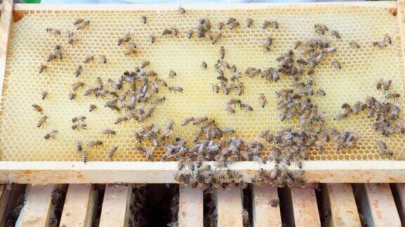 养蜂人打开蜂箱拿着烟枪安抚蜜蜂露出蜜框
