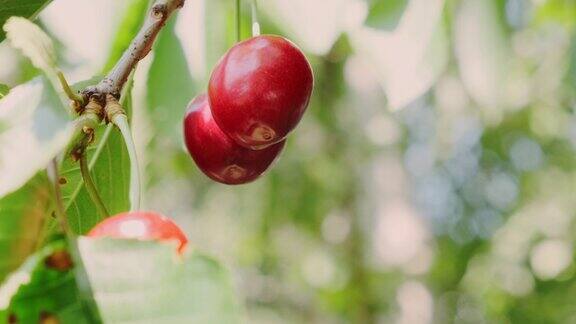 夏日阳光下果园里的甜樱桃