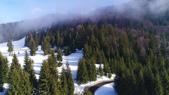 冬天的雪树鸟瞰图自然