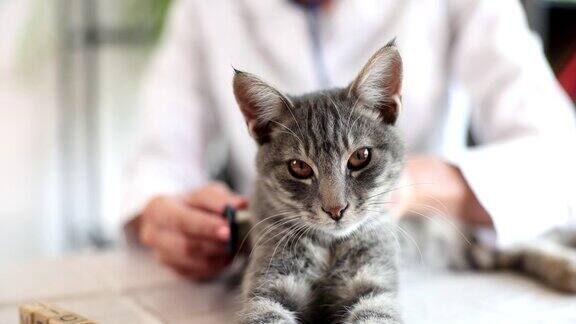 兽医在兽医诊所用听诊器检查宠物