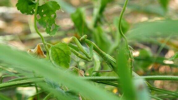 绿螳螂坐在草地上
