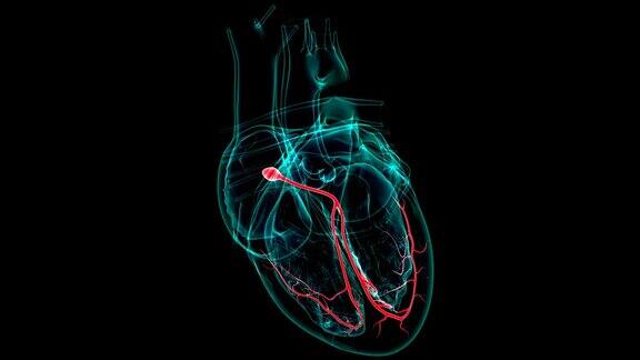 心脏解剖房室结的医学概念3D
