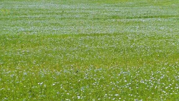 长满菊苣花的草地