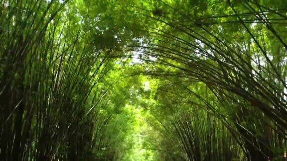 热带森林中的竹树