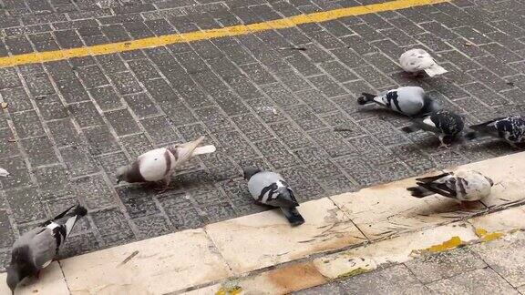 一群鸽子在街上觅食