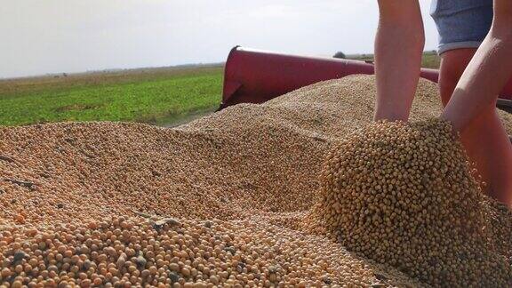 一名年轻农民手中的大豆粒在拖拉机拖车里慢镜头