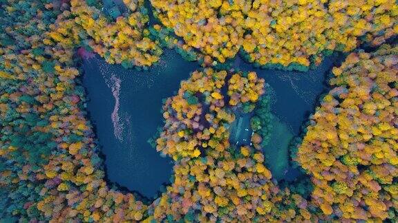 壮丽的鸟瞰图树木在秋天变成黄色和橙色还有自然形成的湖泊土耳其博卢的Yedigoller