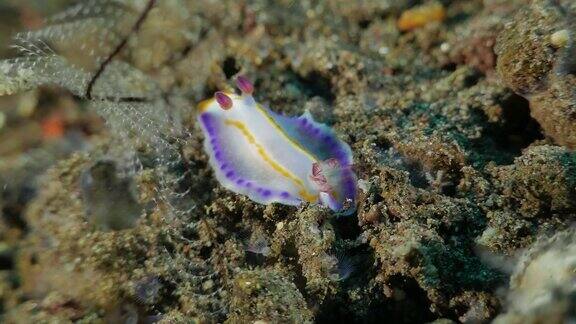 彩色裸鳃海蛞蝓在海底爬行(4K)