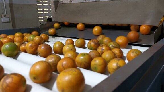 柑橘工业的生产在生产线上工作的机械