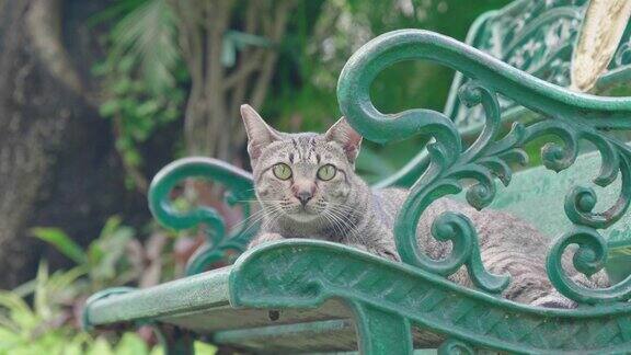 曼谷伦皮尼公园椅子上的猫