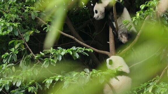 树上的两只可爱的熊猫宝宝4k
