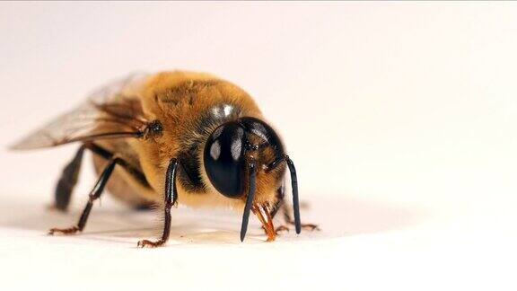 欧洲蜜蜂意大利蜜蜂雄性无人机舔蜂蜜诺曼底实时4K