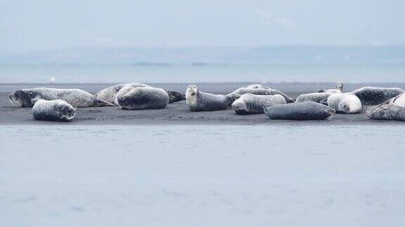 许多海狗躺在冰岛的大西洋海滩上生活在国家公园里的海狮海洋动物在黑色火山沙的海滩上休息