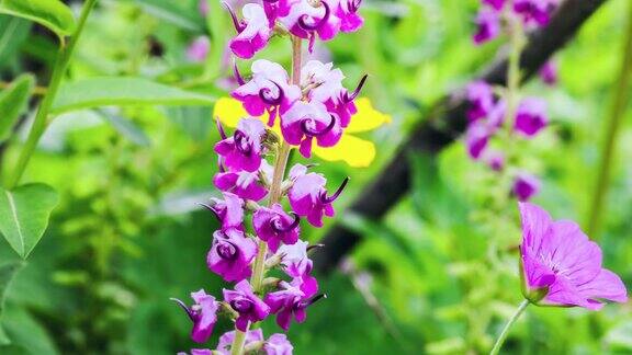 马先蒿青藏高原上常见的紫红色艳丽的马先蒿花