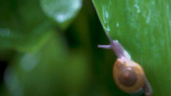 陶土泰国植物上的蜗牛