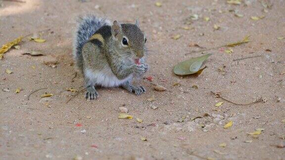 花栗鼠在公园里吃种子近距离