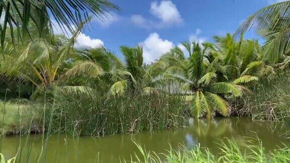 夏威夷被椰子树环绕的秘密池塘