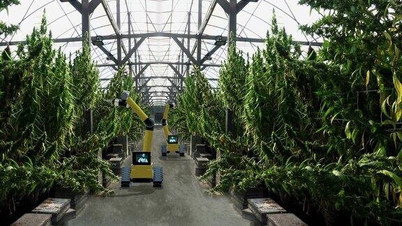 人工智能手臂机器人在大麻农场