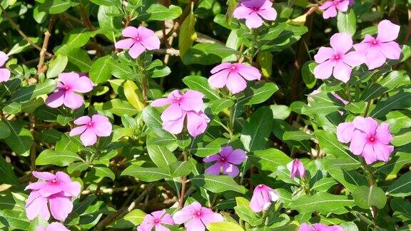 长春花或马达加斯加长春花在风中开出紫色的花朵