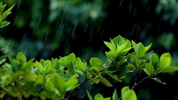 近距离观察热带雨水下的嫩绿嫩绿的落叶