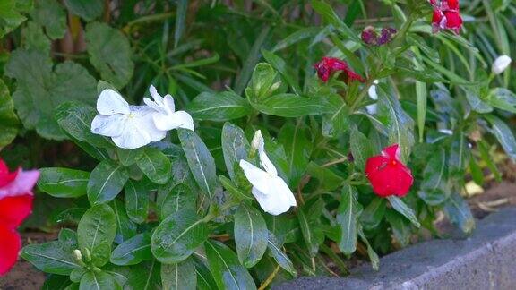 长春花(长春花)开花植物的后院花园