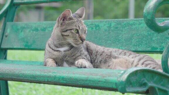 曼谷伦皮尼公园椅子上的猫