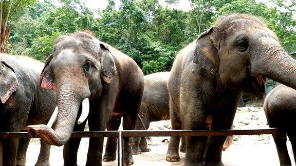 4k动物园里的一群亚洲象