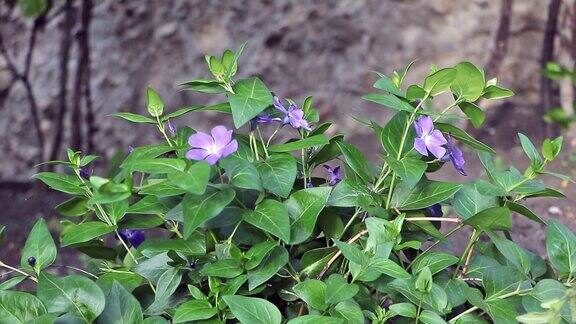 一种长着美丽紫罗兰色花朵的长春花