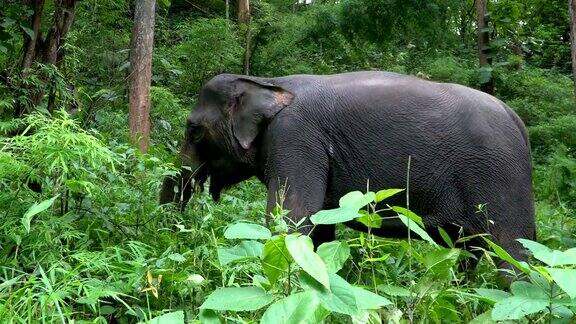 大象在草地上泰国大象世界动物园