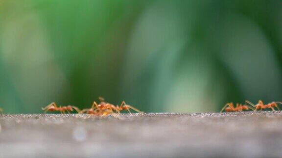 红蚂蚁行走在自然的树木背景
