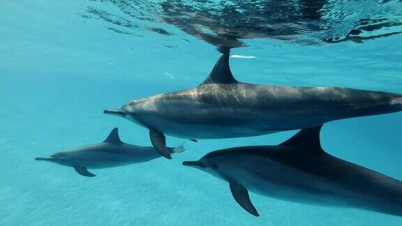 在早晨的阳光下海豚和小海豚慢慢地在蓝色的水面下游泳慢动作特写镜头水下镜头飞旋海豚(Stenellalongirostris)在红海萨塔亚礁(海豚屋)马萨阿拉姆埃及非洲