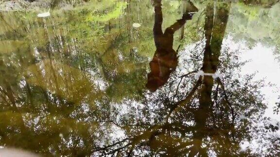 倒影在水里一个女人走在树林里系列的一部分
