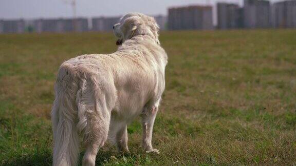 快乐的宠物生活一只美丽的金毛猎犬站在城市附近的田野里