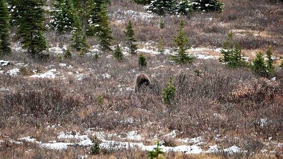 一只棕色灰熊在冰雪覆盖的荒野里觅食