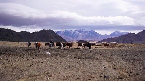 日落时分蒙古牧场上的牦牛