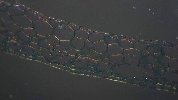 在200倍显微镜下用斜光静态拍摄的药心藓叶切片