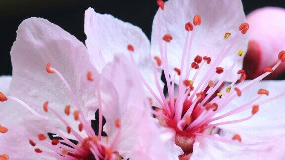 粉红色的樱花树开花了樱花