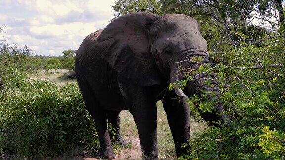 南非野生的大象他走路和移动他的耳朵-动物在自然界