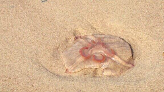 沙滩上透明的小水母