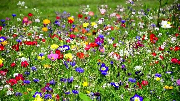 草地上五颜六色的野花