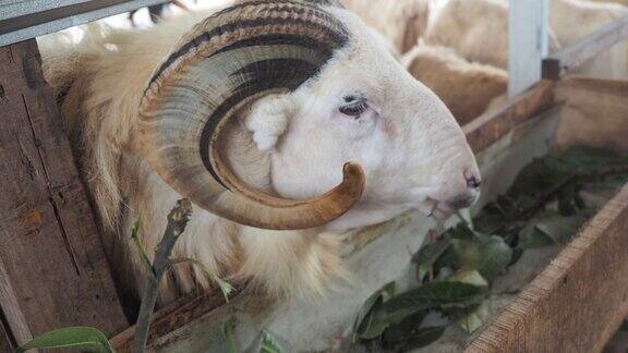有角的羊在农场吃草