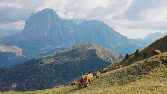 意大利多洛米特山脉和阿尔卑斯山上的牦牛画像