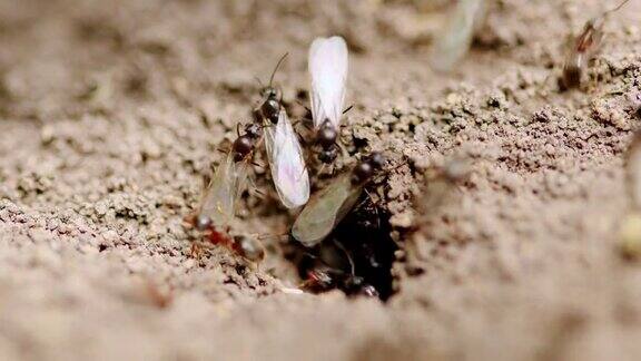 有翼蚂蚁和普通蚂蚁在蚁丘上的洞里进进出出胶木温泉