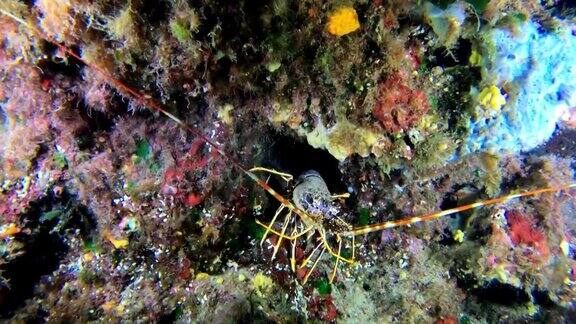 龙虾水下-地中海海洋生物
